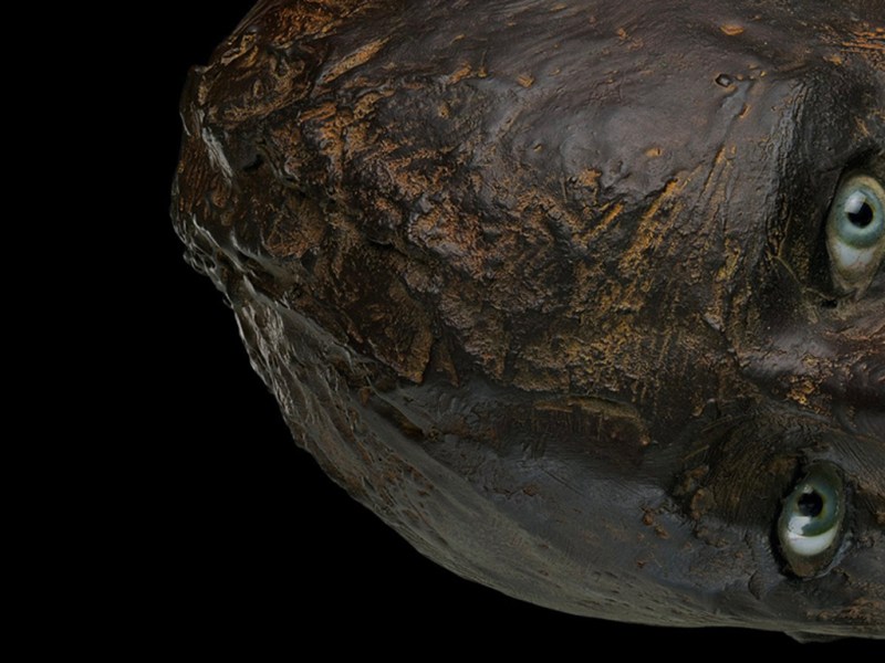 Le Pouvoir au Féminin : du divin au démoniaque